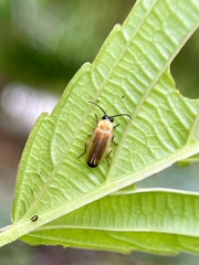 Abscondita terminalis