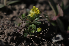 Draba crassifolia