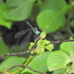 Hylaeothemis apicalis