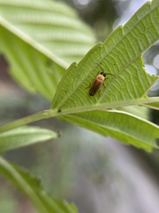 Abscondita terminalis