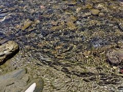 Sicyopterus japonicus