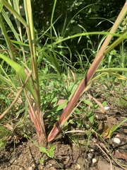 Echinochloa muricata