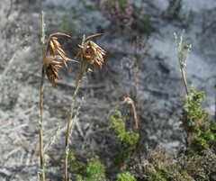 Thamnochortus fruticosus