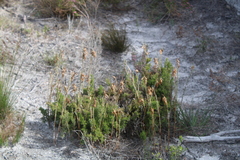 Thamnochortus fruticosus