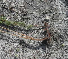 Thamnochortus fruticosus