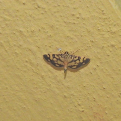 Pardomima