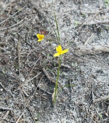 Pauridia curculigoides