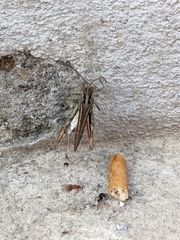 Chorthippus biguttulus