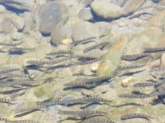 Sicyopterus japonicus