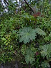 Gunnera manicata