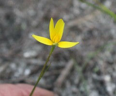Pauridia curculigoides
