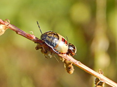 Piezodorus lituratus
