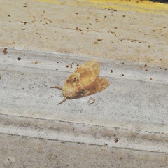 Schistophleps bipuncta