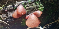 Auricularia fuscosuccinea