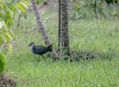 Amaurornis phoenicurus