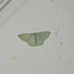 Pelagodes antiquadraria