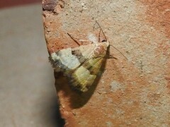 Pseudozarba bipartita