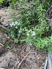 Galium boreale