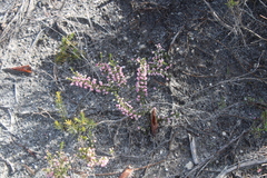 Erica placentiflora