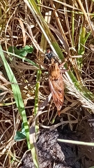 Asilus crabroniformis