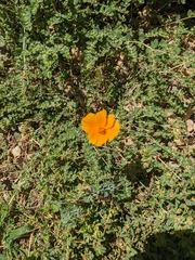 Eschscholzia