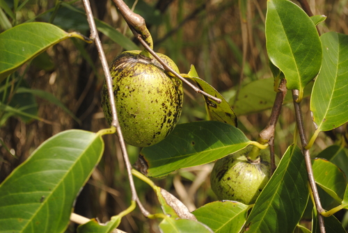 Pond Apple (Annona glabra)