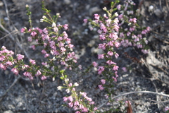Erica placentiflora