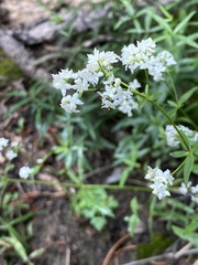Galium boreale