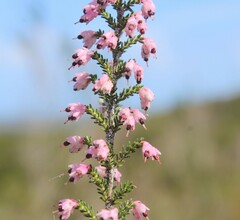 Erica placentiflora