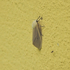 Creatonotos transiens