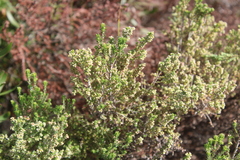Erica axillaris