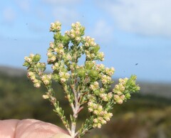 Erica axillaris