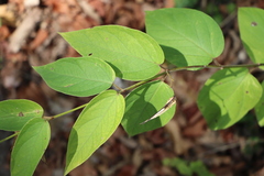 Vincetoxicum hirundinaria