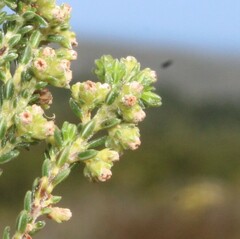 Erica axillaris