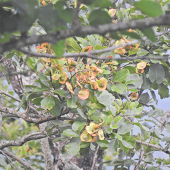 Pterocarpus marsupium