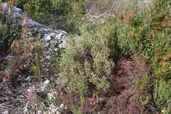 Erica axillaris