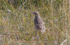 Anthus campestris