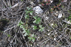 Oxalis truncatula