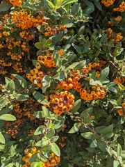 Pyracantha