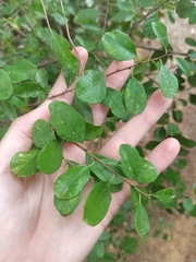 Rhamnus oleoides