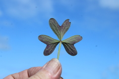 Oxalis truncatula