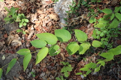 Vincetoxicum hirundinaria