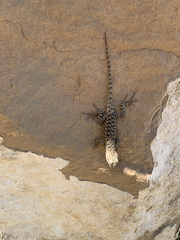 Sceloporus tristichus