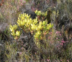 Leucadendron gandogeri