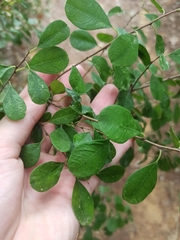 Rhamnus oleoides