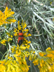 Crossidius coralinus