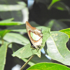 Polyura bharata