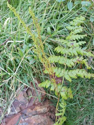 Anemia raddiana (Anemia raddiana)