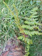Anemia raddiana