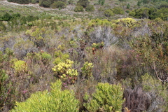 Leucadendron gandogeri
